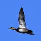 Birding Dulles Greenway Wetlands event image