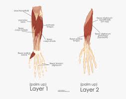 It is in the anterior compartment of the forearm. Left Flexor Digitorum Superficialis Hd Png Download Kindpng