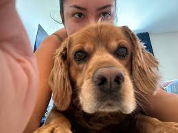 Recommended mobile groomers in Magnolia?