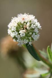 Image result for Spermacoce