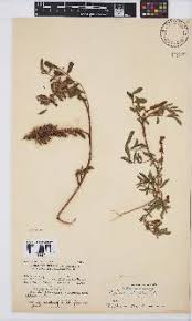 Image result for Scleria melanomphala