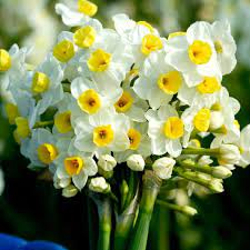 Healthy, moist but not wet soil is the key factor to the growth of beautiful blossoms. Buy Avalanche Daffodil Bulbs Online At Best Prices In Ireland