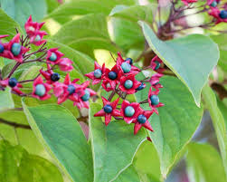 Image result for Clerodendrum ternatum