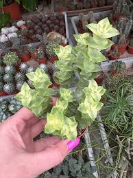 Image result for Nananthus aloides