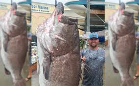 On les trouve abondamment aussi bien dans les eaux douces que dans les mers : Etats Unis Un Pecheur Attrape Un Merou De 50 Ans