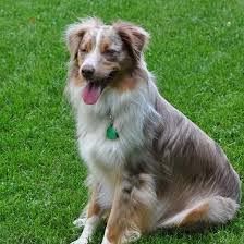 Adopted Asrm 0191 Nixon 2 Year Old Red Merle Australian Shepherd Male In Illin Red Merle Australian Shepherd Australian Shepherd Australian Shepherd Rescue