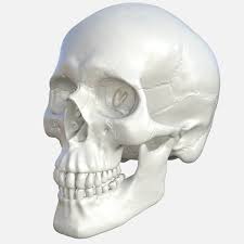 13 skeleton drawing realistic for free download on ayoqq org. Human Skull Free 3d Model