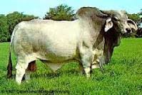 We did not find results for: Australian Food History Timeline Brahman Cattle Imported
