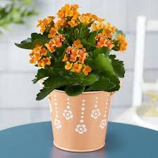We did not find results for: 20 Best Indoor Flowering Plants Easiest Flowers To Grow Indoors