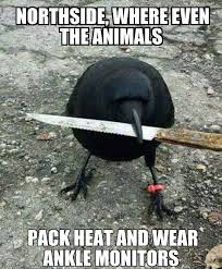 North Side Animals Funny Pictures Funny Memes