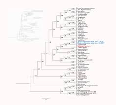 Image result for Cynanchum ledermannii