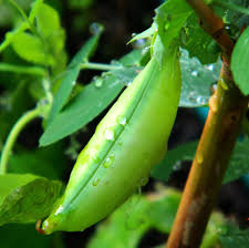 Learn how to store seeds for years. Sarah Browning Save Your Seeds For Next Year S Garden Home Garden Journalstar Com