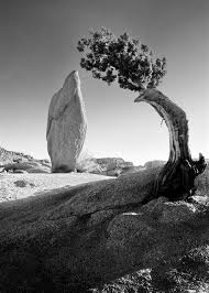 Black And White Landscape Photography Ansel Adams Most Famous Photographs Flowers Ansel Adams Black And White Landscape Landscape Photography