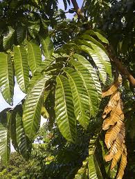 Image result for Xenostegia pinnata