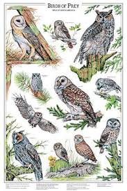 Birds Of South Africa Identification Birds Of Prey Print Owls Psychopomp Owl Posters Birds Of Prey Bird Poster