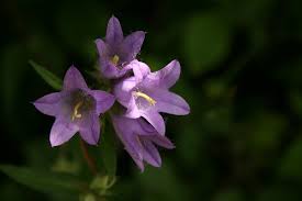 E' perfetta come coprisuolo e adatta ad essere coltivata sia in zone. Le Campanule Sono I Fiori Della Speranza Ecco Perche Eticamente Net