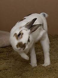 Binky Bunny Haha I Love When They Binky It S Adorable Binky Bunny Cute Little Animals Funny Bunnies