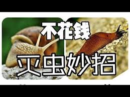 不花钱灭虫小妙招 鼻涕虫蜗牛 地老虎 防治妙招 菜地里有虫子也不怕了 经验教训分享 九种方法 育苗移苗必看