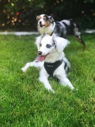 Bi Blue Merle 3 Australian Shepherd Australian Shepherd Dogs Australian Shepherd Training