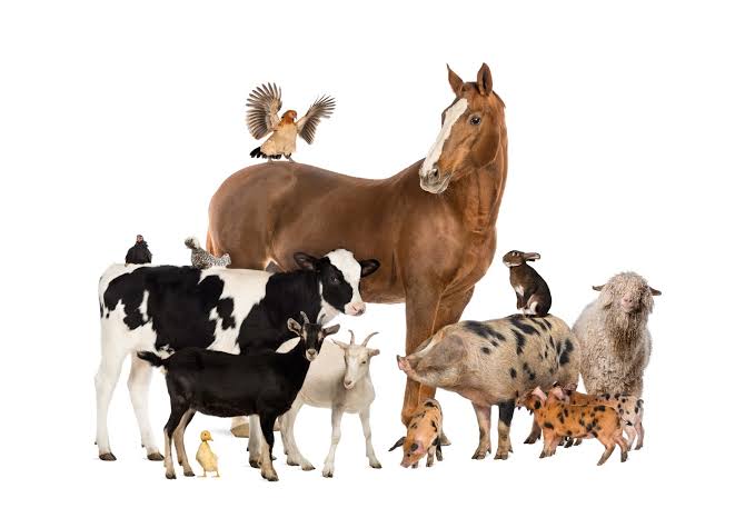 The Law on Prevention of Cruelty Against Animals in Kenya – The Lawyer Africa