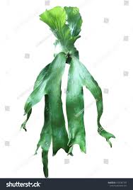 Image result for Platycerium stemaria