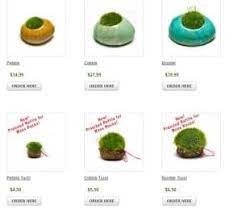 Did you know that you can cultivate moss with a blender and some yogurt or beer? Online Stores To Buy Moss