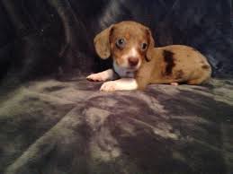 Below are our newest added dachshunds available for adoption in alabama. Dachshund Puppies For Sale Alabama