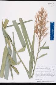 Image result for Phragmites australis