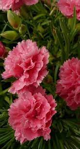 Making Money With Forex Forex Financial Freedom Now Red Girl Blog Carnation Flower Pink Carnations Carnations