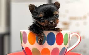 Mini mercedes stunning and tiny teacup female yorkie baby. Dog Organisations Warn Of Craze For Tiny Teacup Puppies As Breeders Sell Sick Dogs With Fragile Bones And Brain Problems