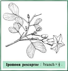 Image result for Ipomoea pes-caprae
