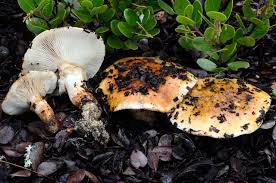 Image result for Trichoscypha ulugurensis