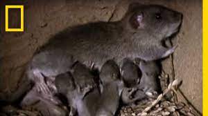The usual litter size is 8 to 18 pups. Momma Rat 15 000 Babies A Year National Geographic Youtube