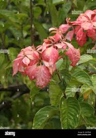 Image result for Mussaenda rivularis
