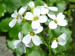 Image result for Cardamine