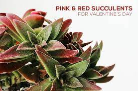 Orchid cacti often grown with a primary crown of joined petals and secondary outer divided petals. 10 Types Of Pink Red Succulents For Valentine S Day Succulents Box