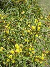 Hawaiian acacia confusa root bark 1kg. Plantfiles Pictures Acacia Species Formosa Koa Formosan Acacia Small Philippine Acacia Acacia Confusa By Htop