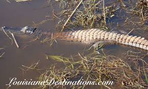 Why Is A Wild Trinity River Alligator Worth $5,300 (Or Even $5,220.50) To  Texas Parks And Wildlife? - D Magazine