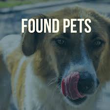 Do you love helping pets in need? Lost And Found Pets Pasco County Fl Official Website