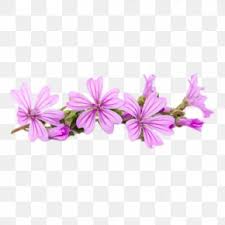 If you are a graphic designer advertisiser, website designer or web developer, then you can easily get benefit from this site. Fiori Images Fiori Transparent Png Free Download