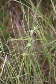 Image result for Spermacoce natalensis