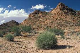 Image result for Nidorella spartioides