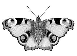 Black And White Butterfly Drawing Images Black And White Peacock Butterfly Google Search Butterfly Tattoo Butterfly Black And White Peacock Butterfly