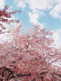 We did not find results for: Schwedter Str 79 1080p 2k 4k 5k Hd Wallpapers Free Download Wallpaper Flare