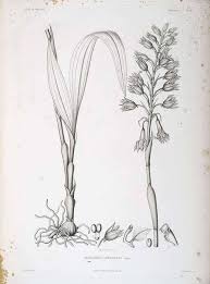 Image result for Orthochilus euanthus