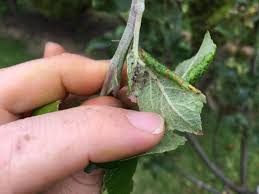 In the first case it is possible to intervene using cotton soaked in alcohol, to be carefully rubbed on the affected area, otherwise it is possible to resort to an anticoccidial, subsequently rinsing the plant with abundant doses of water. Aphid Control How To Identify Get Rid Of Aphids On Plants The Old Farmer S Almanac