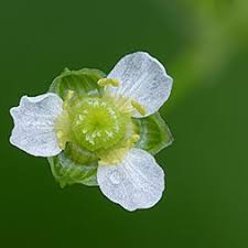 Image result for Alismataceae