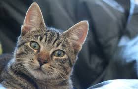 Pixiebob Cat Breed Profile And Facts Lovetoknow