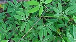 Image result for Mimosa mossambicensis