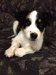 This Is Ellie An 8 Week Old Border Collie Cross Kelpie 3 Dog Breeds Different Dog Breeds Puppies